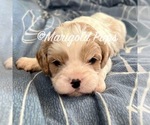 Puppy 1 Cavapoo