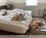 Small #11 American Pit Bull Terrier-Chihuahua Mix