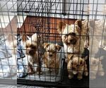 Small Photo #1 Yorkshire Terrier Puppy For Sale in MABLETON, GA, USA