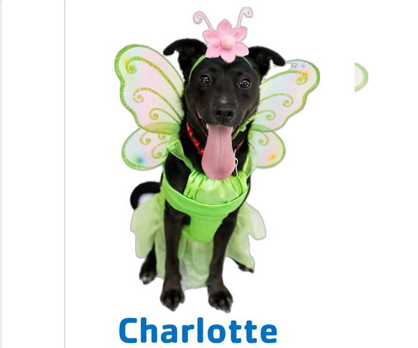 Medium Photo #2 Labrador Retriever-Unknown Mix Puppy For Sale in Garner, NC, USA