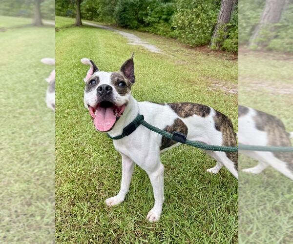 Medium Photo #1 Boston Terrier-Unknown Mix Puppy For Sale in Hilton Head, SC, USA