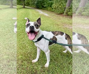 Boston Terrier-Unknown Mix Dogs for adoption in Hilton Head, SC, USA