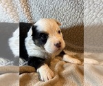 Small #3 Australian Shepherd