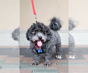 Poodle (Miniature)-Unknown Mix Dogs for adoption in Mission Viejo, CA, USA