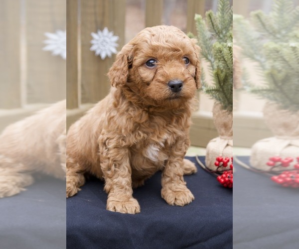 Medium Photo #1 Goldendoodle (Miniature) Puppy For Sale in CAPON BRIDGE, WV, USA