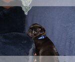 Puppy Puppy 3 Pug