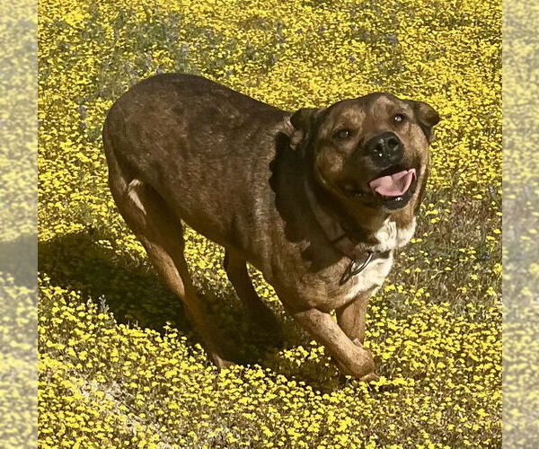 Medium Photo #5 Mountain Cur-Unknown Mix Puppy For Sale in Lancaster, CA, USA