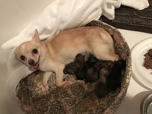 Father of the Chorkie puppies born on 03/24/2017