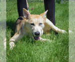 Small #4 Siberian Husky Mix
