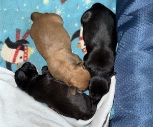 Dachshund Litter for sale in DOTHAN, AL, USA