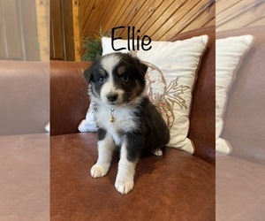 Australian Shepherd Puppy for sale in EXETER, MO, USA