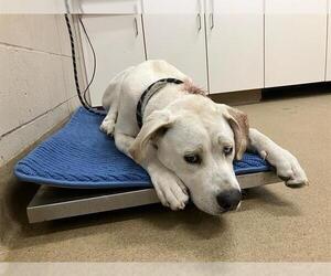 American Pit Bull Terrier-Siberian Husky Mix Dogs for adoption in Santa Maria, CA, USA