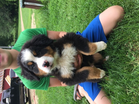 Medium Photo #1 Bernese Mountain Dog Puppy For Sale in RICHLAND CENTER, WI, USA