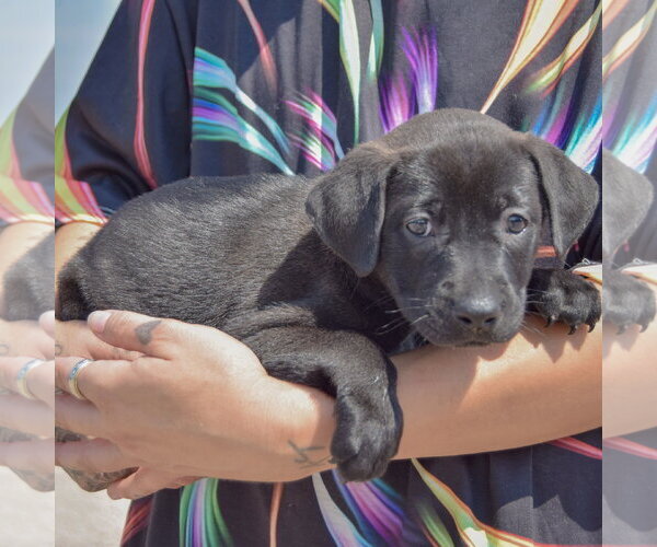 Medium Photo #2 American Bulldog-Chocolate Labrador retriever Mix Puppy For Sale in Huntley, IL, USA