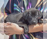 Small #1 American Bulldog-Chocolate Labrador retriever Mix