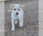 Small Australian Shepherd-Jack Russell Terrier Mix
