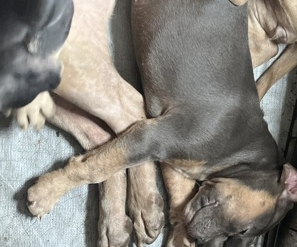 Medium Photo #7 Cane Corso-French Bulldog Mix Puppy For Sale in BIRDSBORO, PA, USA