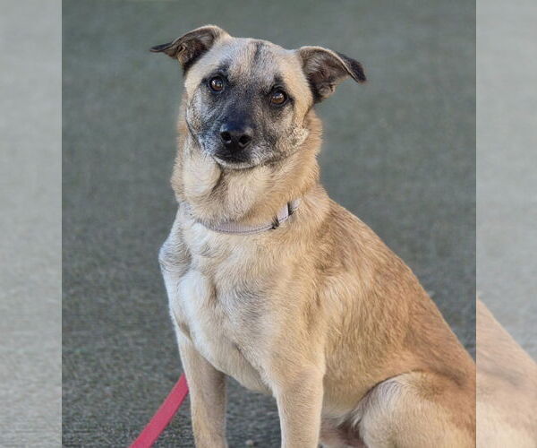 Medium Photo #1 Mutt Puppy For Sale in Arlington, WA, USA