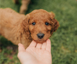 Small Photo #8 Goldendoodle Puppy For Sale in PECK, KS, USA