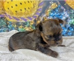 Small Photo #27 Morkie Puppy For Sale in CASSVILLE, MO, USA