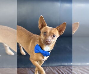 Vinny - Male Chipin Dog for Adoption - Photo #4