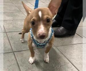 Chihuahua Dogs for adoption in San Antonio, TX, USA