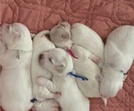 Small #1 Coton de Tulear