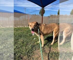 Mutt Dogs for adoption in Louisville, KY, USA