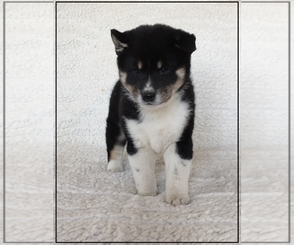 Medium Photo #3 Shiba Inu Puppy For Sale in FULTON, MO, USA
