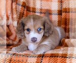 Small #4 Dachshund