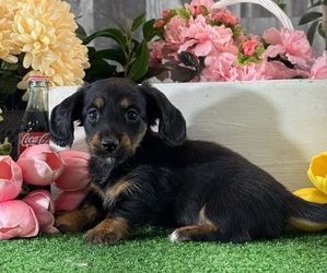 Dachshund Puppy for sale in CANOGA, NY, USA
