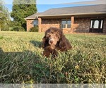 Small #1 Poodle (Toy)