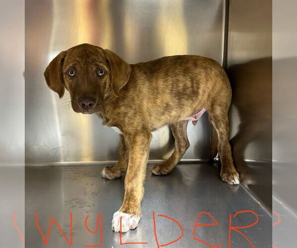 Medium Photo #1 Catahoula Leopard Dog-Unknown Mix Puppy For Sale in Rockaway, NJ, USA