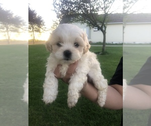 ShihPoo Puppy for Sale in SAINT LOUIS, Michigan USA