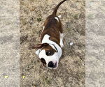 Small Photo #3 American Pit Bull Terrier-Unknown Mix Puppy For Sale in Polson, MT, USA