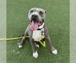 American Pit Bull Terrier-Unknown Mix Dogs for adoption in Las Vegas, NV, USA