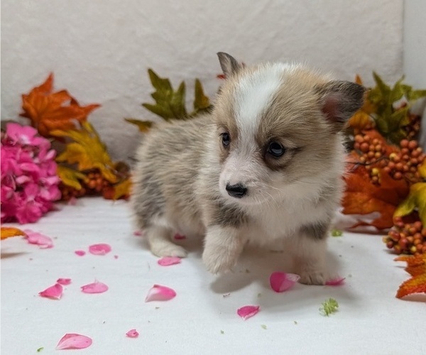 Medium Photo #3 Pembroke Welsh Corgi Puppy For Sale in GOSHEN, IN, USA