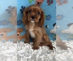 Small Photo #4 Cavalier King Charles Spaniel Puppy For Sale in MARTINSVILLE, IN, USA