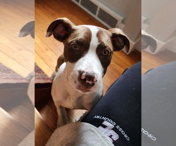 Medium Photo #2 American Bulldog-Labrador Retriever Mix Puppy For Sale in SHERBURNE, NY, USA