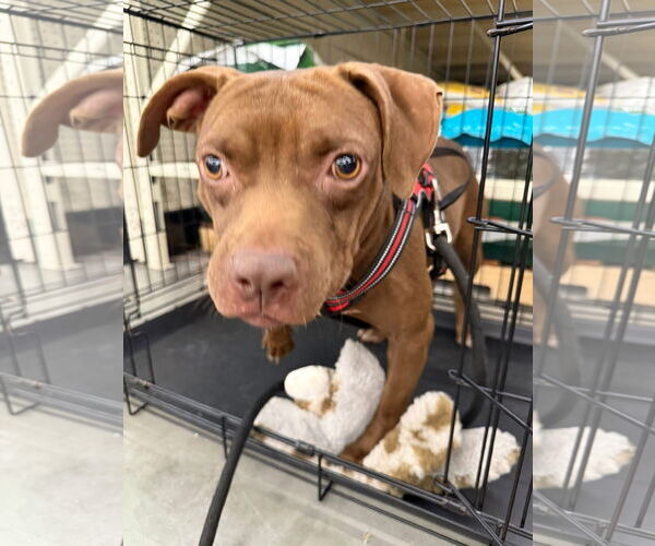 Medium Photo #13 American Pit Bull Terrier-Unknown Mix Puppy For Sale in Oakhurst, NJ, USA