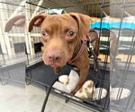 Small #12 American Pit Bull Terrier Mix