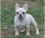 Small Photo #6 French Bulldog Puppy For Sale in GRAVETTE, AR, USA