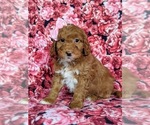 Small Photo #2 Goldendoodle-Poodle (Miniature) Mix Puppy For Sale in LEOLA, PA, USA