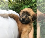 Small #10 Soft Coated Wheaten Terrier
