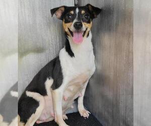 Mutt Dogs for adoption in San Antonio, TX, USA