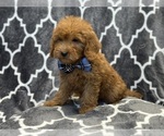 Small #7 Goldendoodle (Miniature)