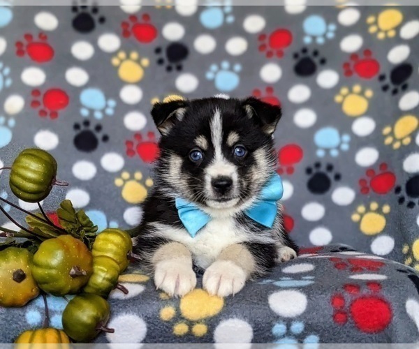 Medium Photo #6 Pomsky Puppy For Sale in CHRISTIANA, PA, USA