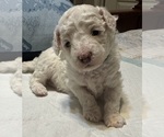 Small Bichpoo mix (+ Bichon Frise)