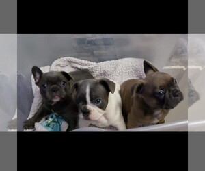 French Bulldog Puppy for sale in JOHNSTON, IA, USA