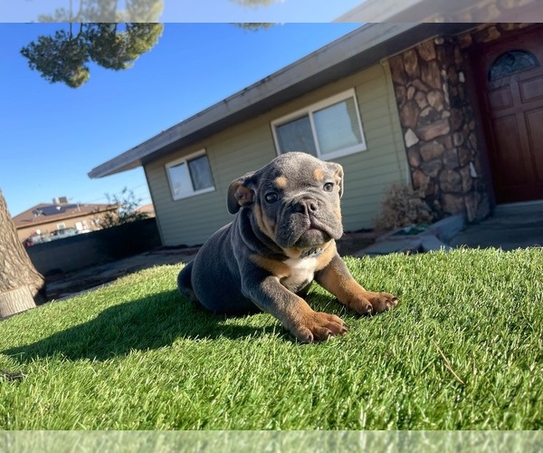 Medium Photo #3 English Bulldog Puppy For Sale in SANTA MONICA, CA, USA